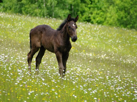 Belmondo 2 měsíce (3)