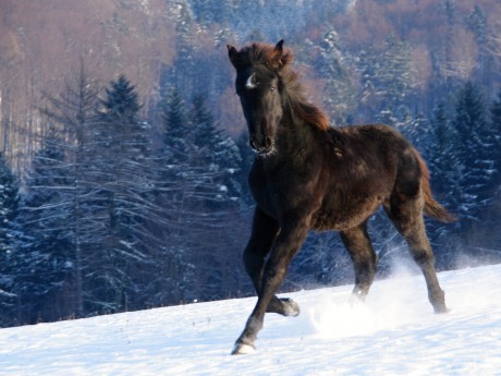 Belmondo 8 měsíců (2)