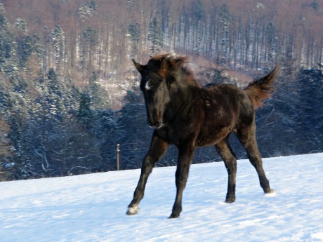 Belmondo 8 měsíců (4)