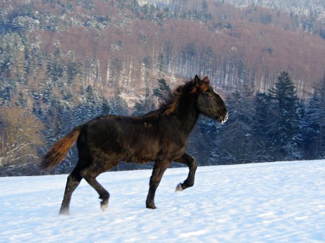 Belmondo 8 měsíců (9)