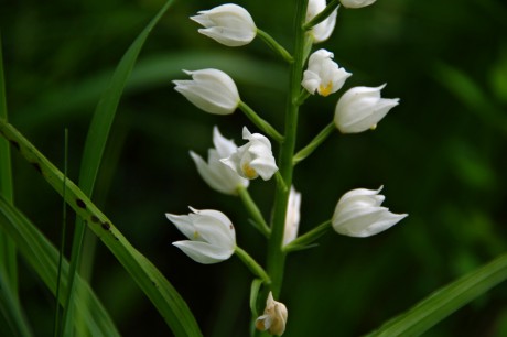 Okrotice dlouholistá (9)