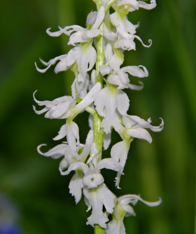 Vstavač mužský (Orchis mascula) bělokvětá forma (6)