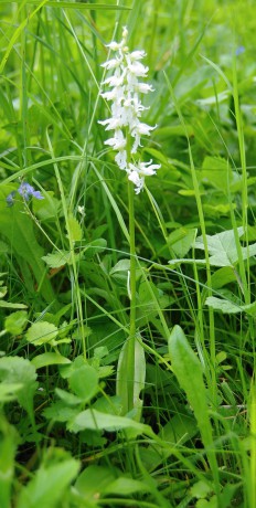 Vstavač mužský (Orchis mascula) bělokvětá forma (5)