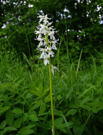 Vstavač mužský (Orchis mascula) bělokvětá forma (2)