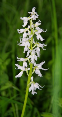 Vstavač mužský (Orchis mascula) bělokvětá forma (1)