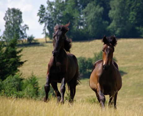 Amigo (s Benittem) rok a 2 měsíce (3)