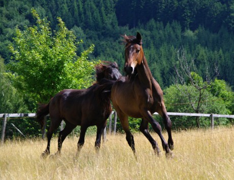 Amigo (s Benittem) rok a 2 měsíce (7)