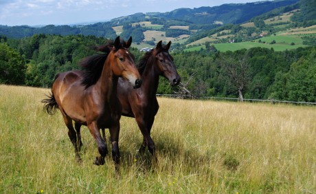 Amigo (s Benittem) rok a 2 měsíce (8)