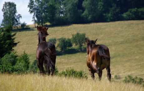 Amigo (s Benittem) rok a 2 měsíce (9)