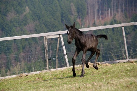 Belmondo 3 dny (1)