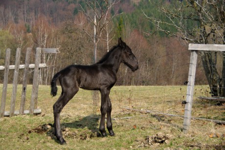 Belmondo 3 dny (11)