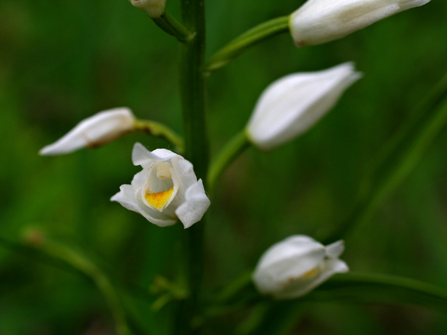 Okrotice dlouholistá (3)