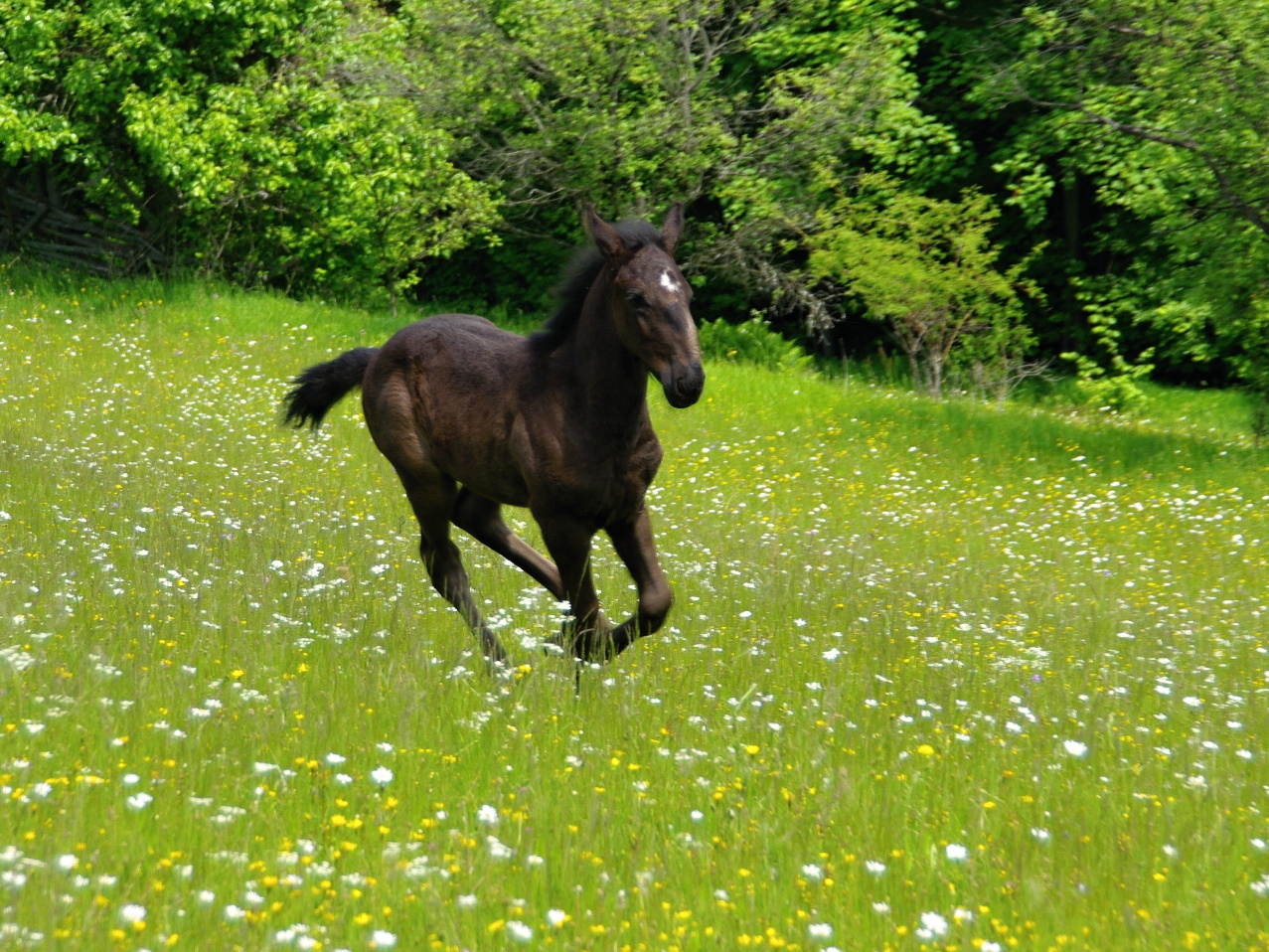 Belmondo 2 měsíce (1)