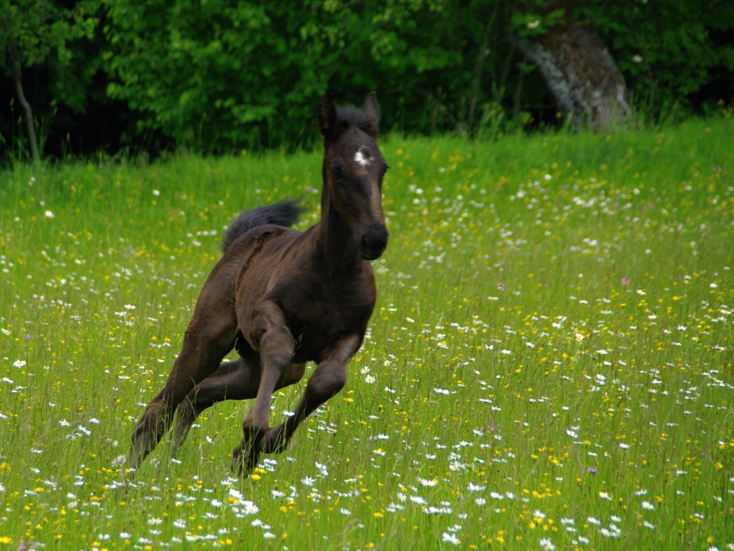 Belmondo 2 měsíce (6)