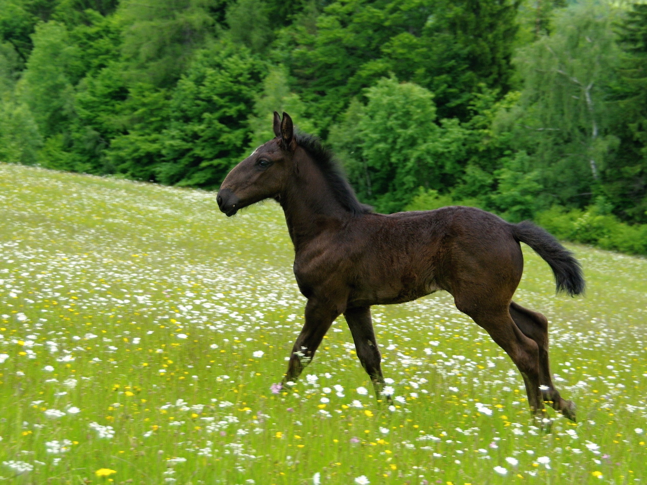 Belmondo 2 měsíce (9)