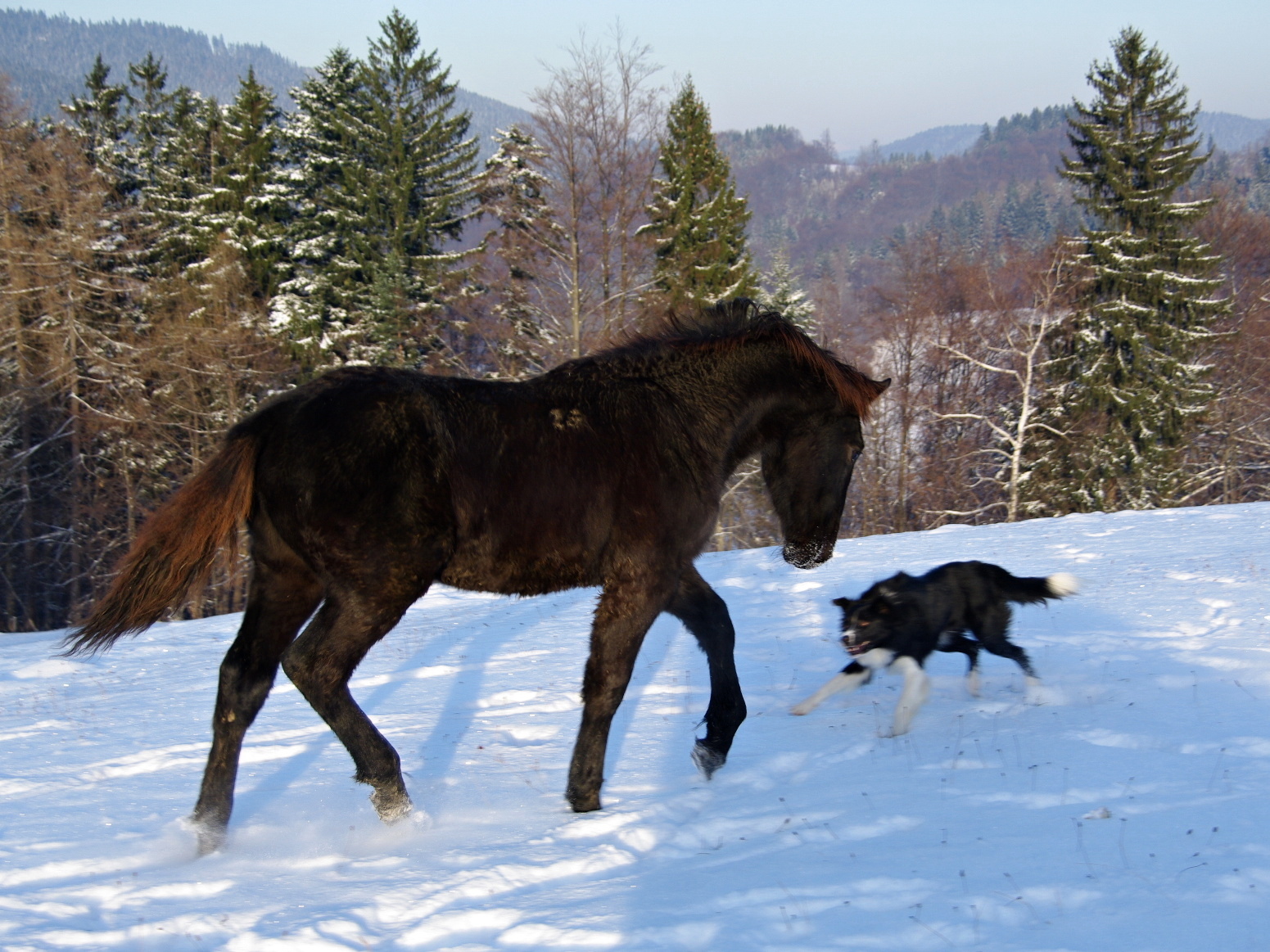 Belmondo 8 měsíců (6)