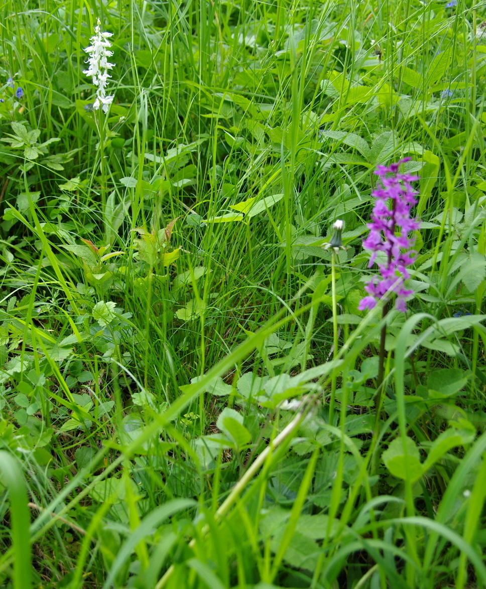 Vstavač mužský (Orchis mascula) bělokvětá forma (4)