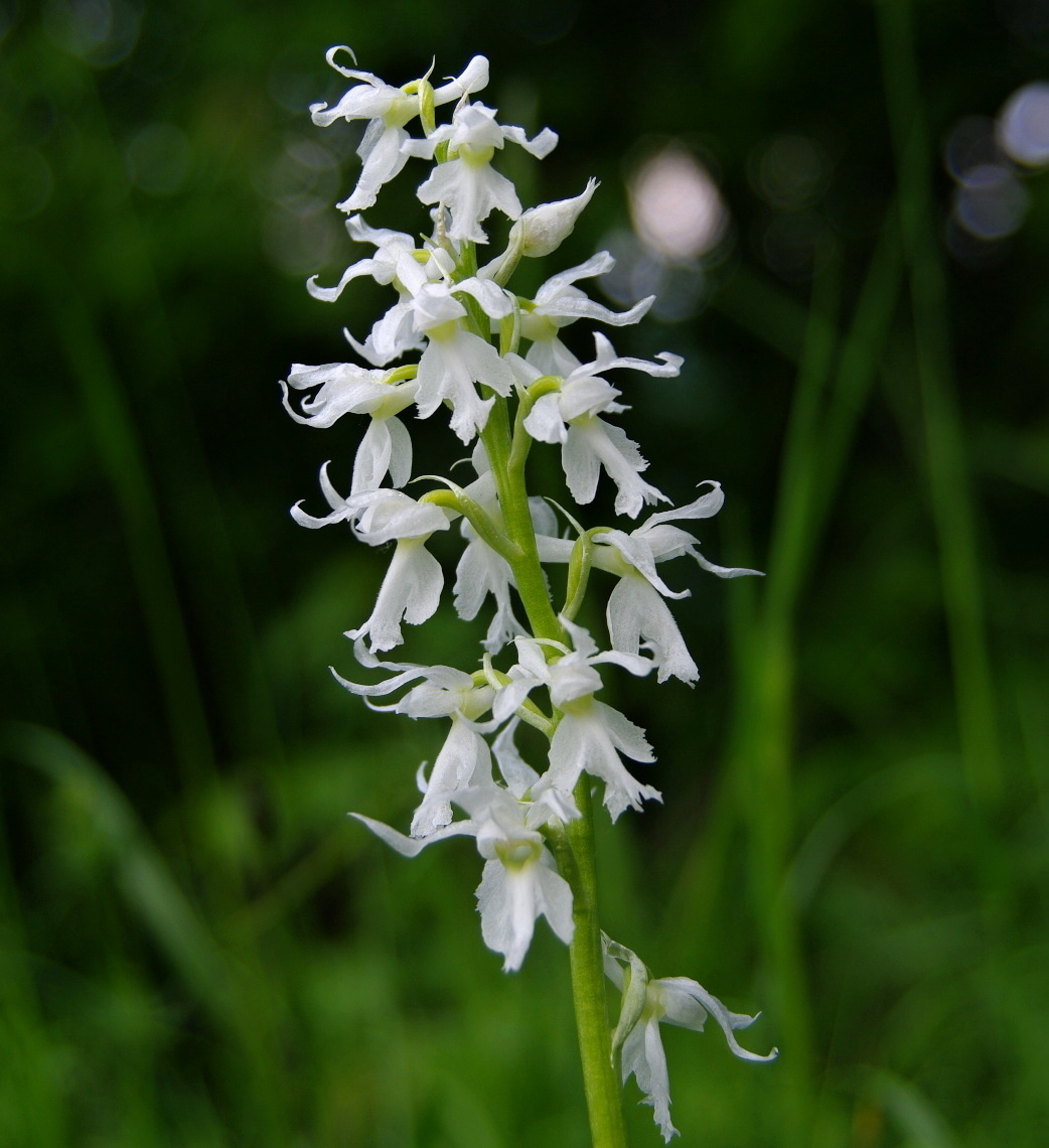 Vstavač mužský (Orchis mascula) bělokvětá forma (3)