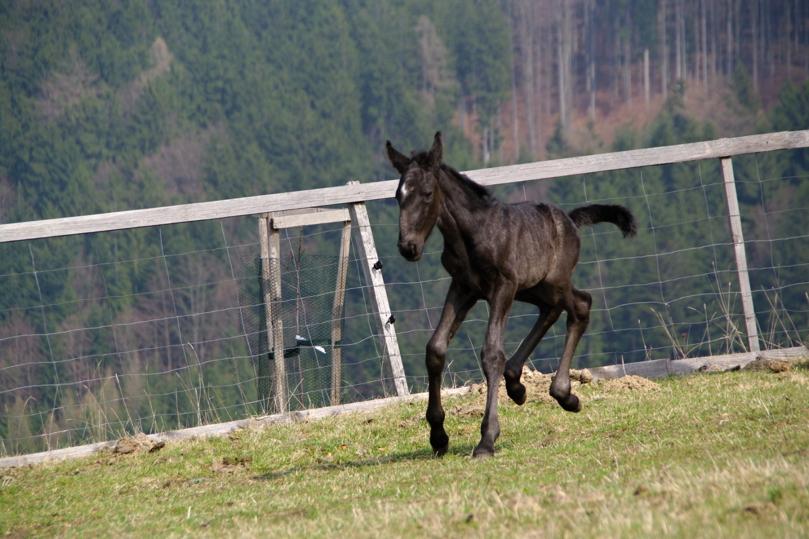 Belmondo 3 dny (1)