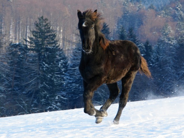 belmondo-8-mesicu--3-.jpg